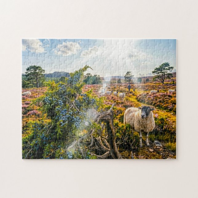 Puzzle Ovejas en brezal con enebro (Horizontal)