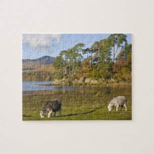 Puzzle Ovejas Herdwick en Friars Crag, Derwentwater, 2