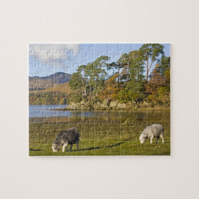 Puzzle Ovejas Herdwick en Friars Crag, Derwentwater, 2 (Horizontal)
