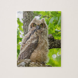 Puzzle Owlet
