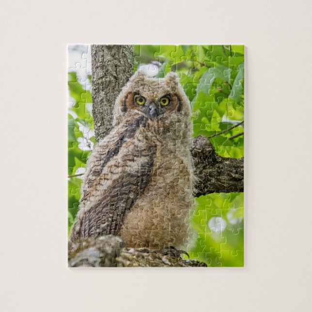 Puzzle Owlet (Vertical)