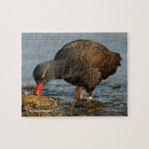 Puzzle Oystercatcher negro trabajando