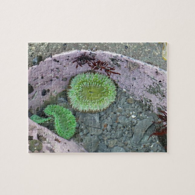 Puzzle Pacific Northwest Tidepool with Green Anenomes (Horizontal)