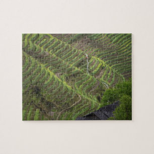 Puzzle Paisaje de terrazas de arroz en la montaña,