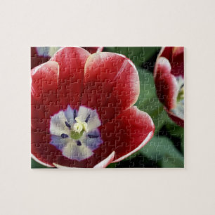 Puzzle Países Bajos (alias Holanda), Lisse. Keukenhof 3