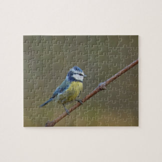 Puzzle Pajarito azul