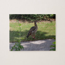 Puzzle Pájaro