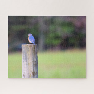 Puzzle Pájaro azul de montaña - 16 x 20 pulgadas
