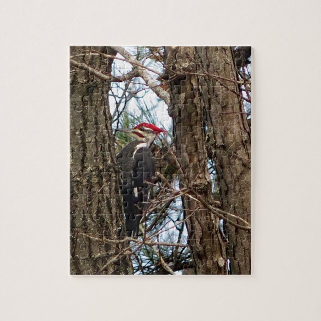 Puzzle Pájaro carpintero pileado macho (Vertical)