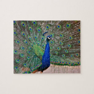 Puzzle Pájaro del pavo real en la exhibición completa