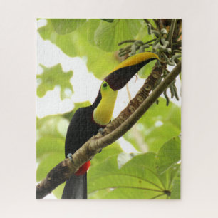Puzzle Pájaro exótico de Swainson Toucan