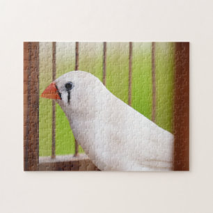 Puzzle Pájaro finco de cebra blanca en jaula