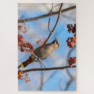 Puzzle Pájaro majestuoso, waxwing bohemio canadiense