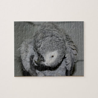 Puzzle Pájaro negro de loro gris