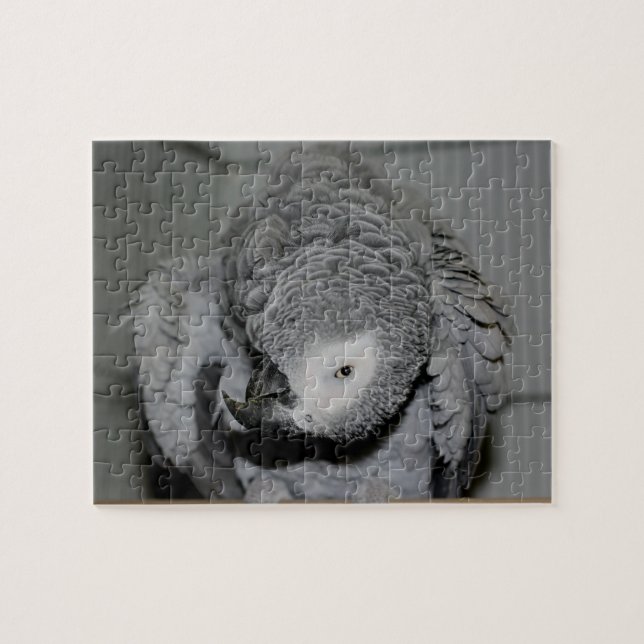 Puzzle Pájaro negro de loro gris (Horizontal)