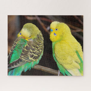 Puzzle Pájaro Parakeet de Budgie