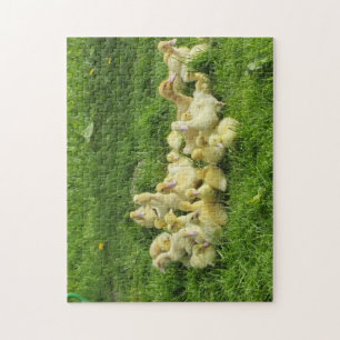 Puzzle pájaro, pato, patito, amarillo, naturaleza, lindo,