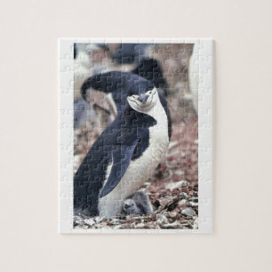 Puzzle Pájaro pingüino animal morado agua blanca negra