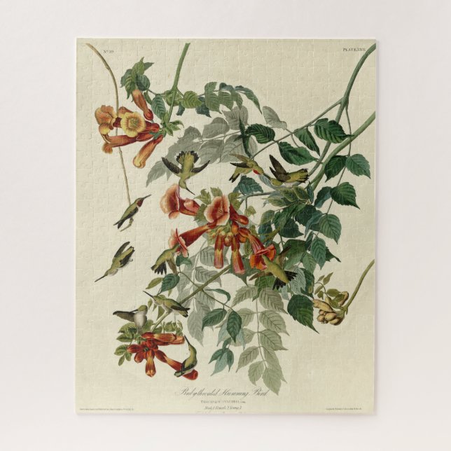 Puzzle Pájaro tartamudez, pájaros auduónicos América (Vertical)