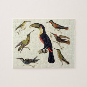 Puzzle Pájaros nativos, incluyendo el Toucan (centro),