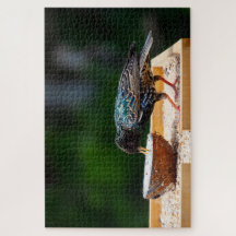 Pájaros Oscuros Comer Coco