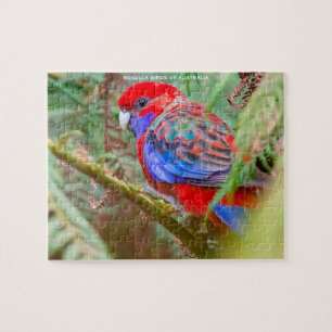 Puzzle Pájaros Rosella de Australia