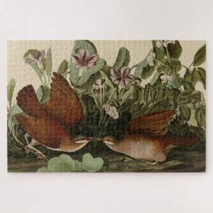 Puzzle Paloma de Key-West, pájaros auduónicos de Quail-Do