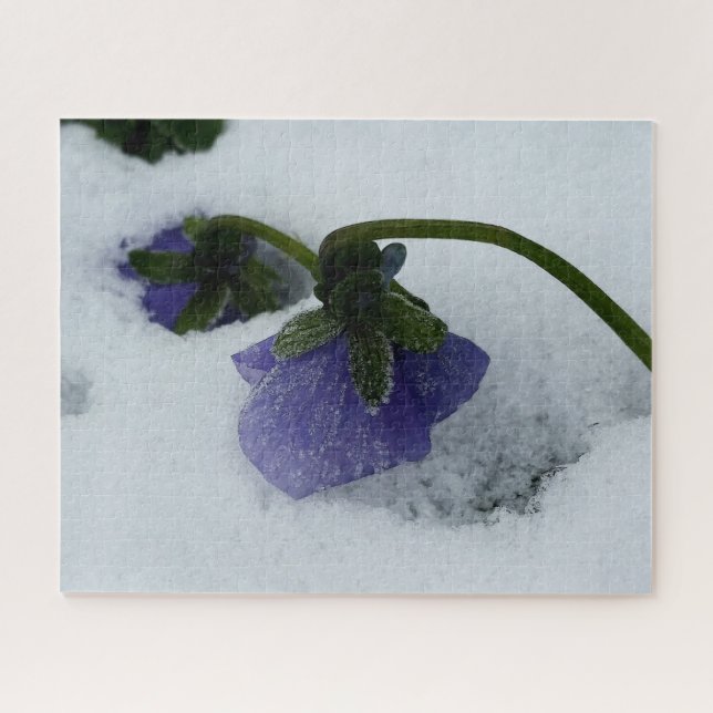 Puzzle Pana morada en la nieve (Horizontal)