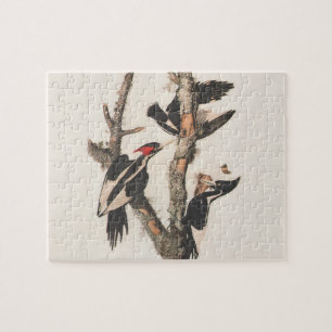 Puzzle Panceta leonera audubon