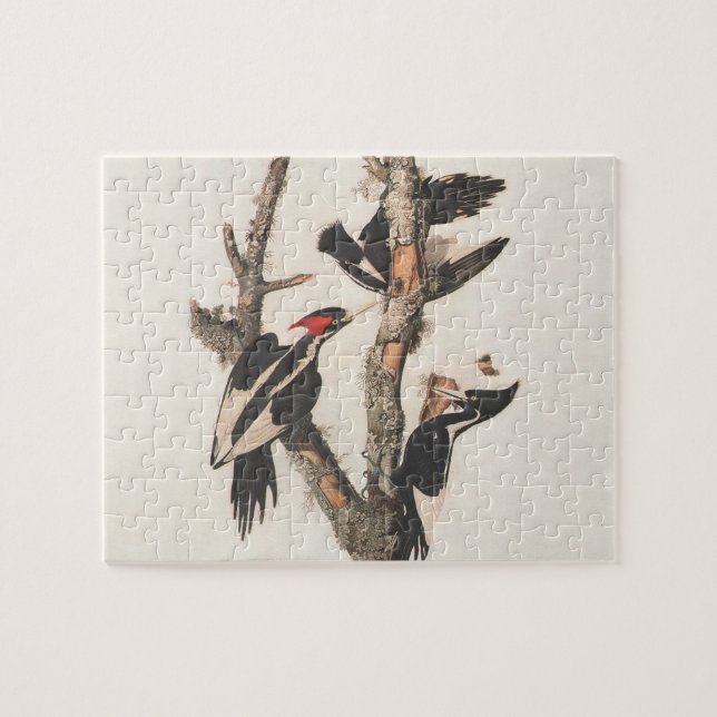 Puzzle Panceta leonera audubon (Horizontal)