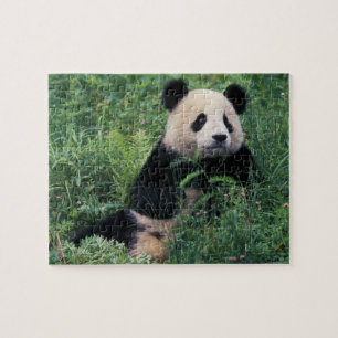 Puzzle Panda gigante en la hierba, Valle de Wolong, Sichu