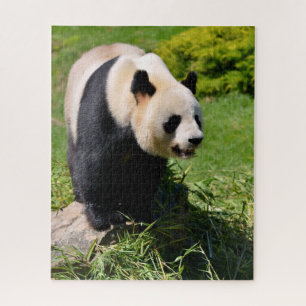 Puzzle Panda gigante sobre una piedra
