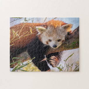 Puzzle Panda rojiza perezosa