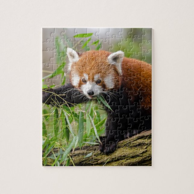 Puzzle Panda rojo comiendo hoja verde (Vertical)