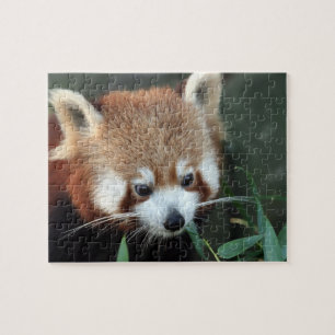 Puzzle Panda rojo, Taronga Zoo, Sydney, Australia