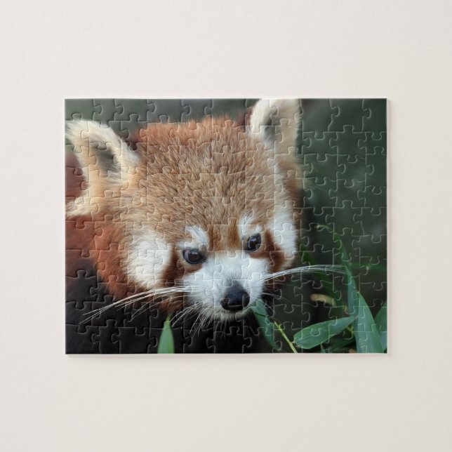 Puzzle Panda rojo, Taronga Zoo, Sydney, Australia (Horizontal)