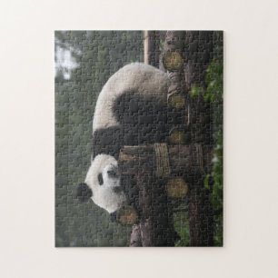 Puzzle Pandas gigantes en la protección de pandas gigante