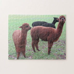 Puzzle pandilla de alapca