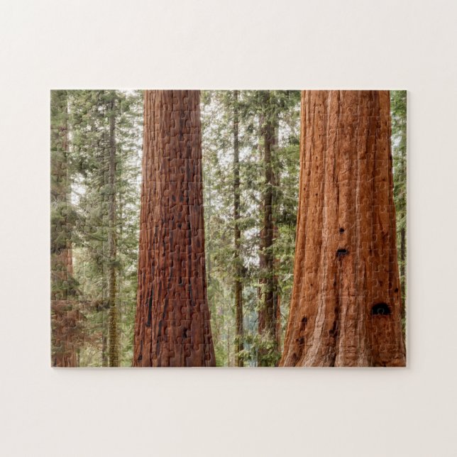Puzzle Panorama de Secuoya Gigante (Horizontal)