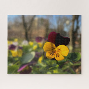 Puzzle Pansia borgoñona
