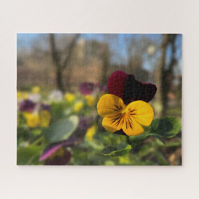 Puzzle Pansia borgoñona (Horizontal)