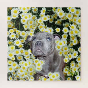Puzzle Papicolau De Staffordshire Bull Terrier En Las Dai