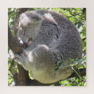 Puzzle paquete koala