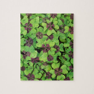 Puzzle Parche de cuatro hojas, Sorrel, con Dew