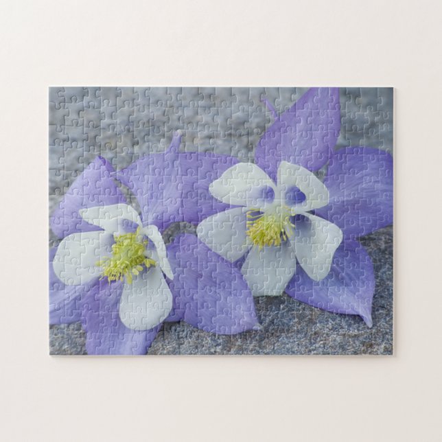 Puzzle Pareja de Flores de Columbina (Horizontal)