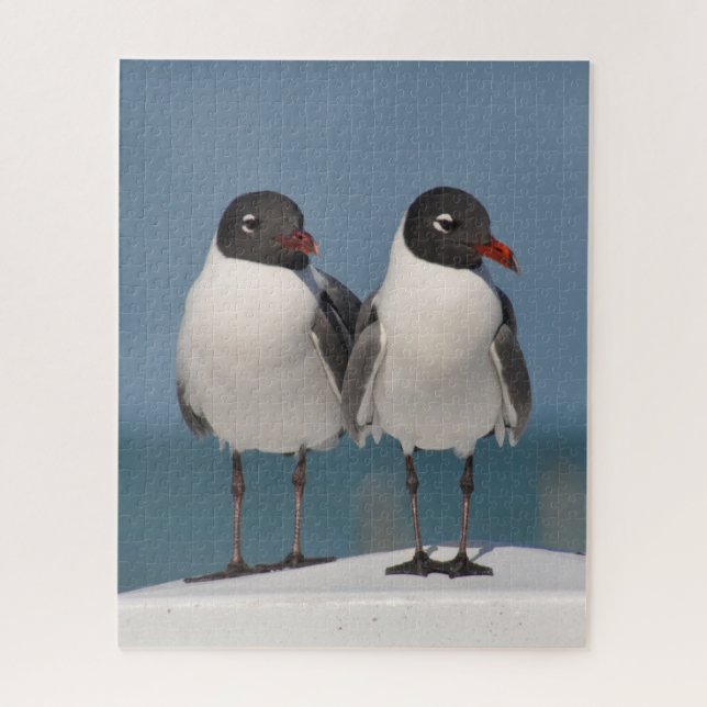 Puzzle Pareja de gaviotas de cabeza negra (Vertical)