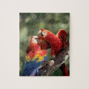 Puzzle Pareja de guacamayos escarlata