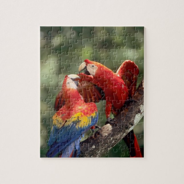 Puzzle Pareja de guacamayos escarlata (Vertical)
