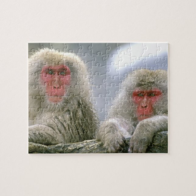 Puzzle Pareja de monos de nieve, macaco japonés, (Horizontal)