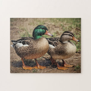 Puzzle Pareja de patos reales